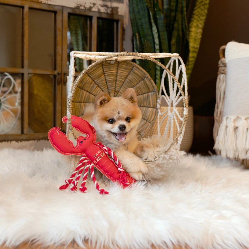 Bestseller  Claw-Some - 12" Canvas Dog Toy with Rope